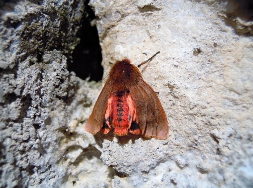 Phragmatobia fuliginosa, Erebidae Arctiinae